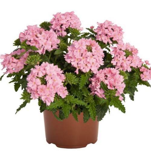 Verbena 'Lindolena Pink' - Aed-raudürt 'Lindolena Pink' 